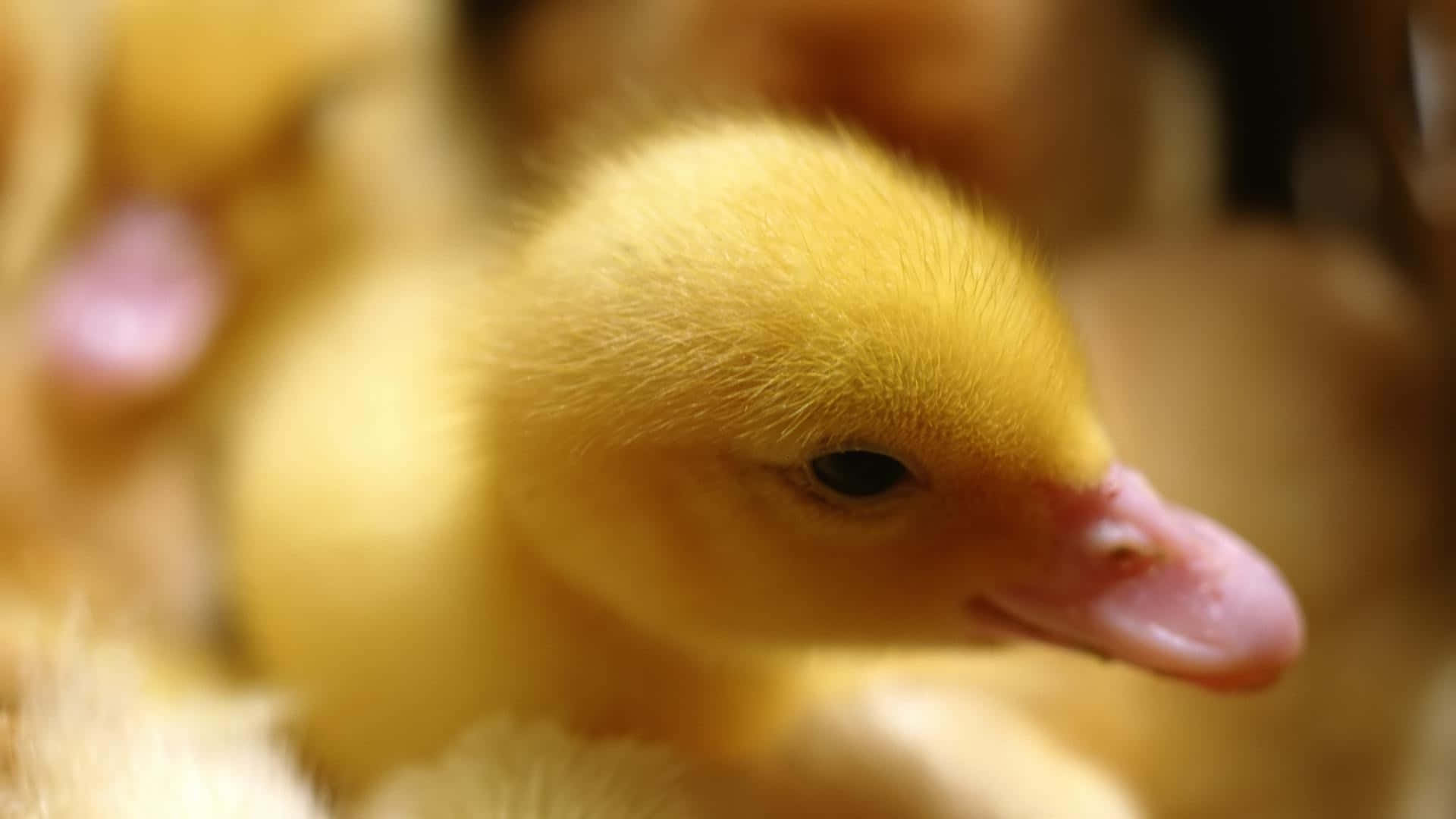 Aww-look At This Cute Little Duck!