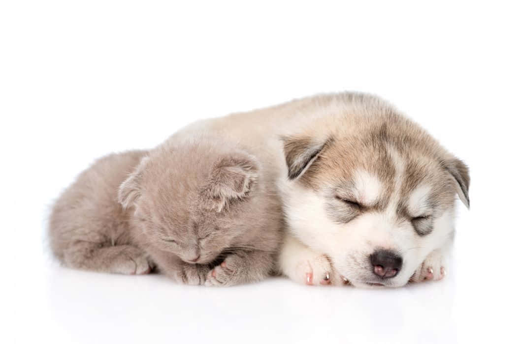 Awww! Best Friends Forever -kitten And Puppy Background