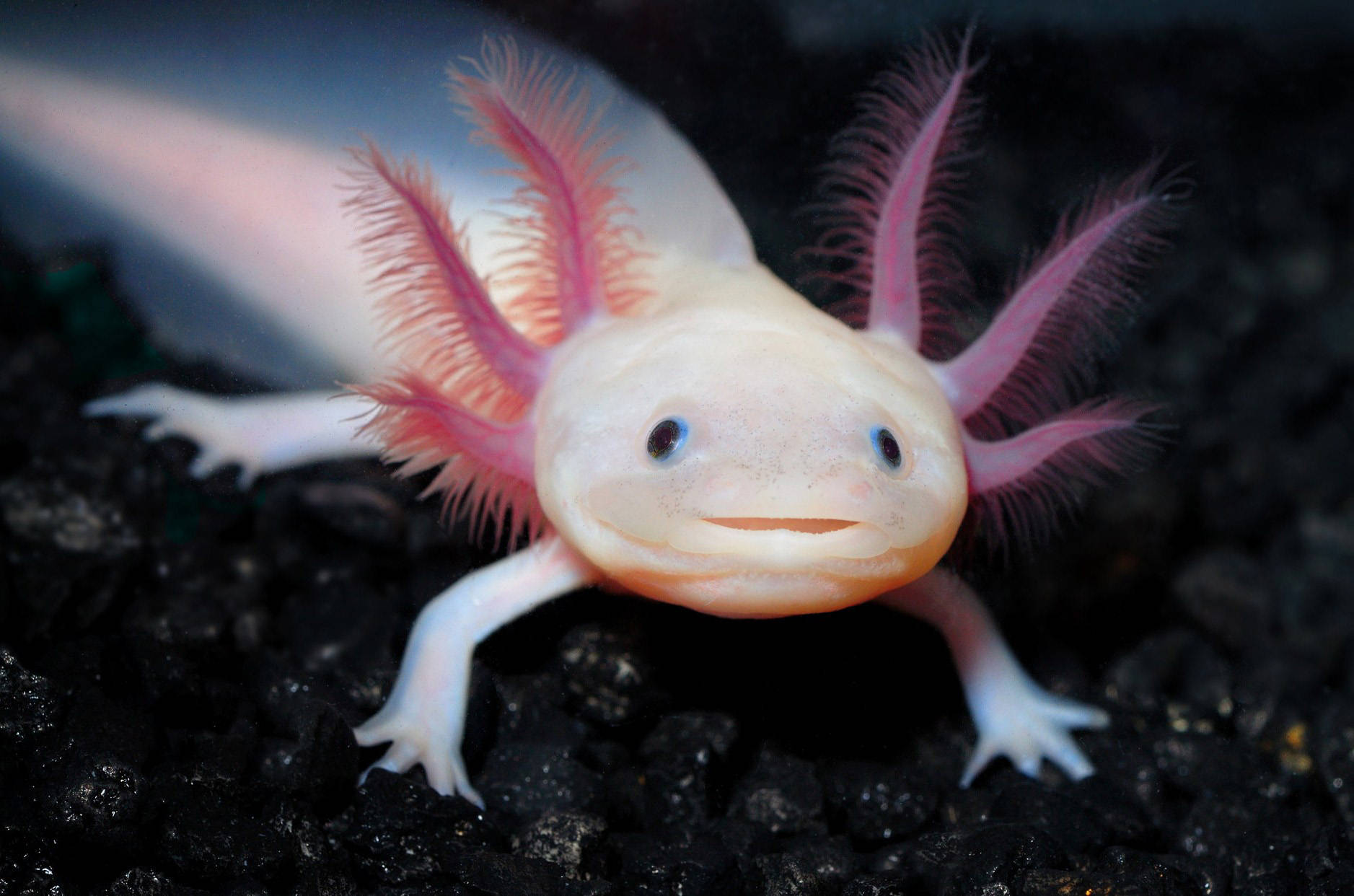 Axolotl Close-up Photography Background