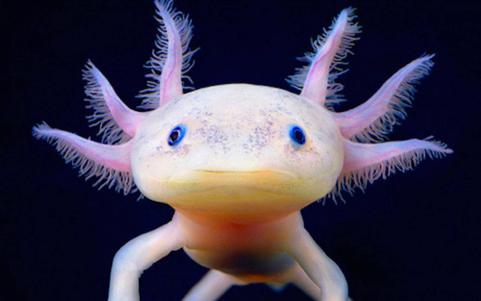 Axolotl Close-up Portrait Background