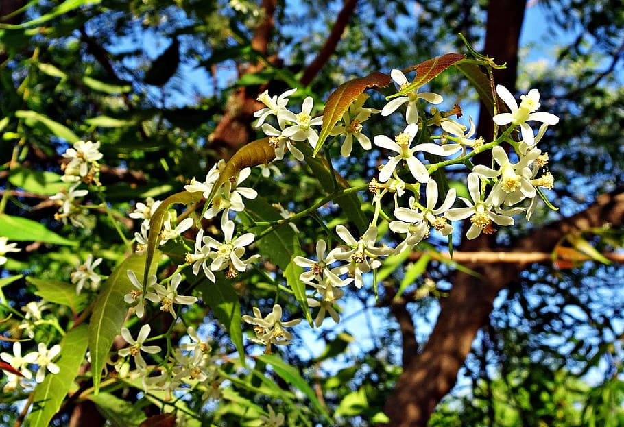 Ayurveda Hd Blooming Neem Flowers Background