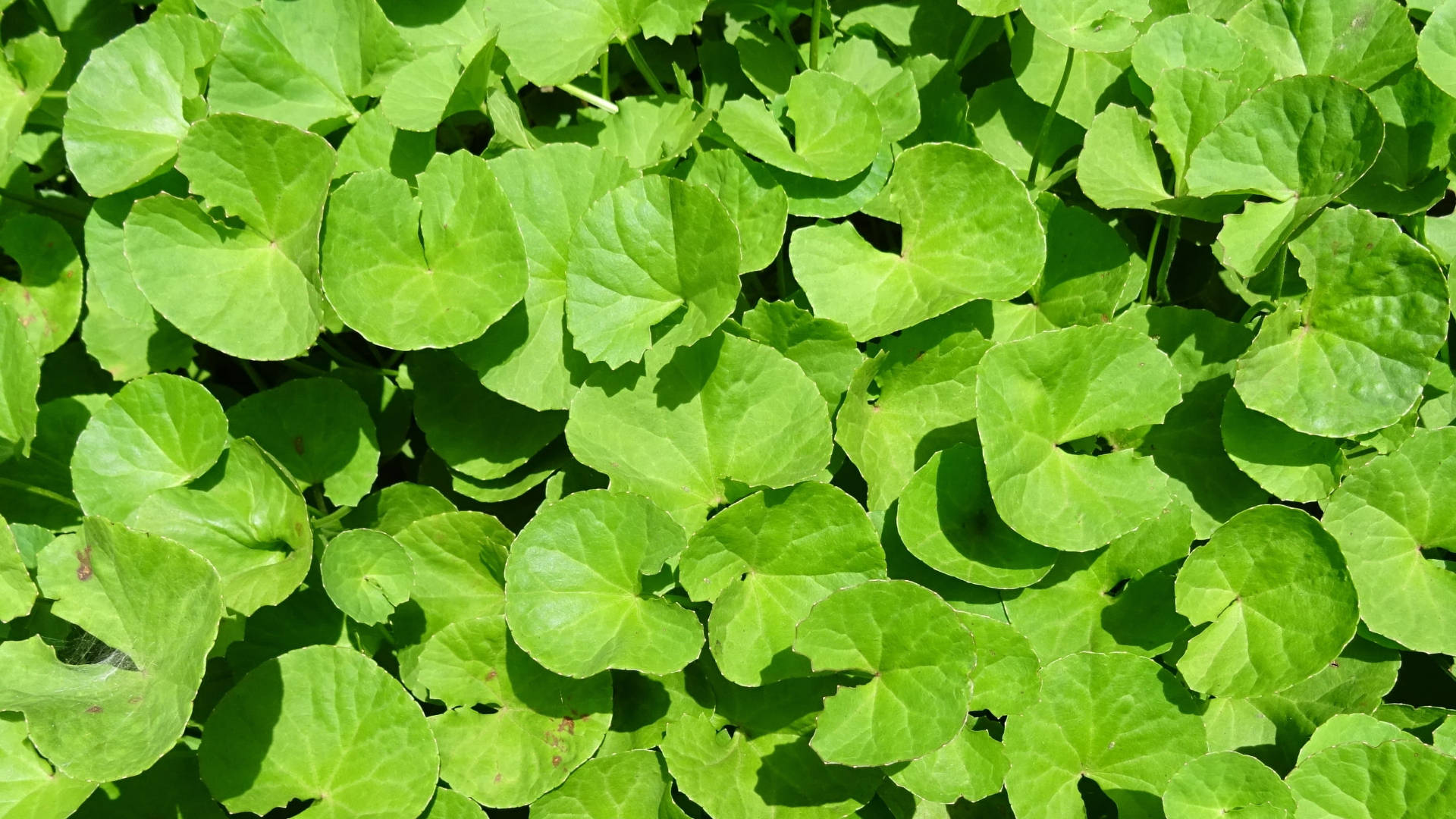 Ayurveda Hd Green Medicinal Leaves Background