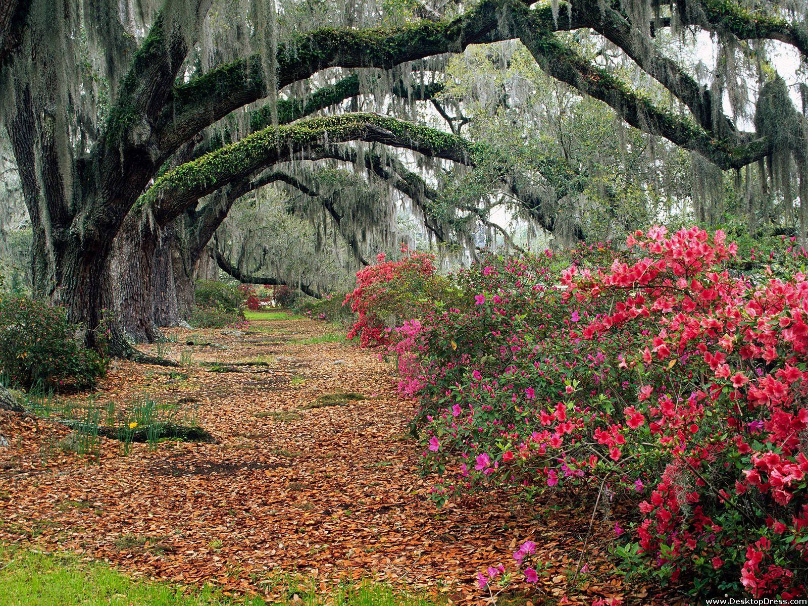 Azaleas In South Carolina Background