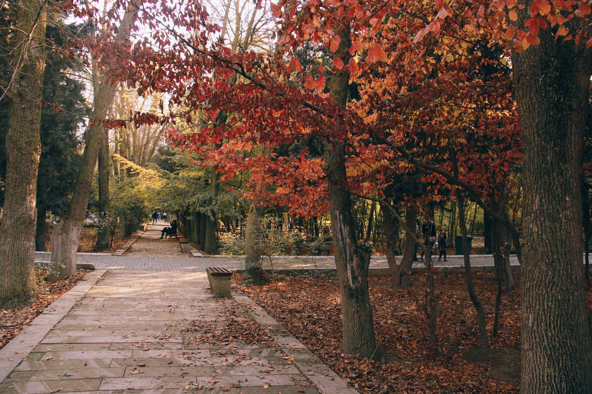 Azerbaijan Autumn Scenery Background