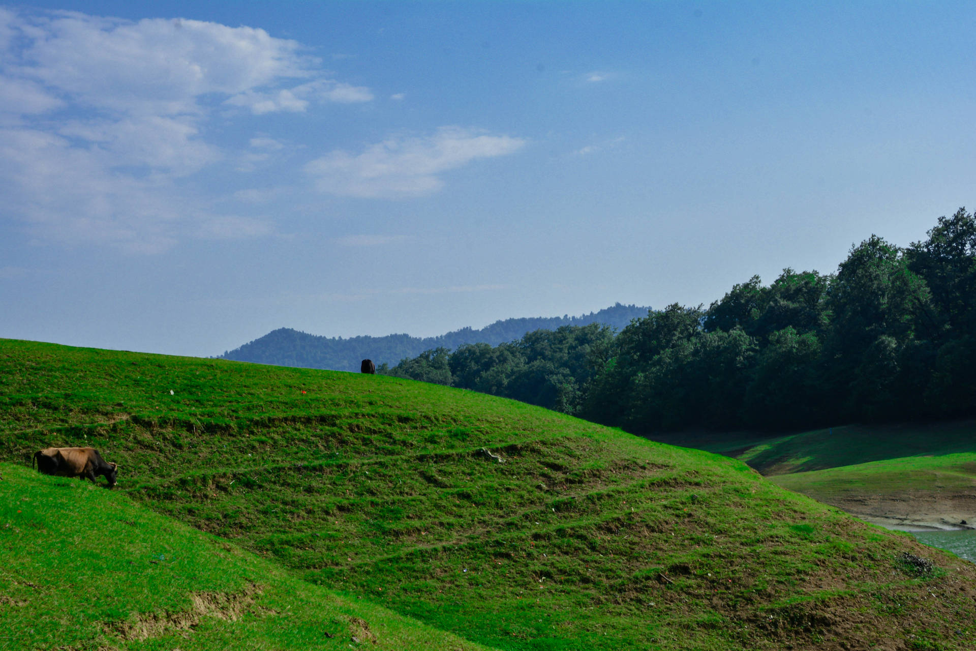 Azerbaijan Trees And Grassland Background