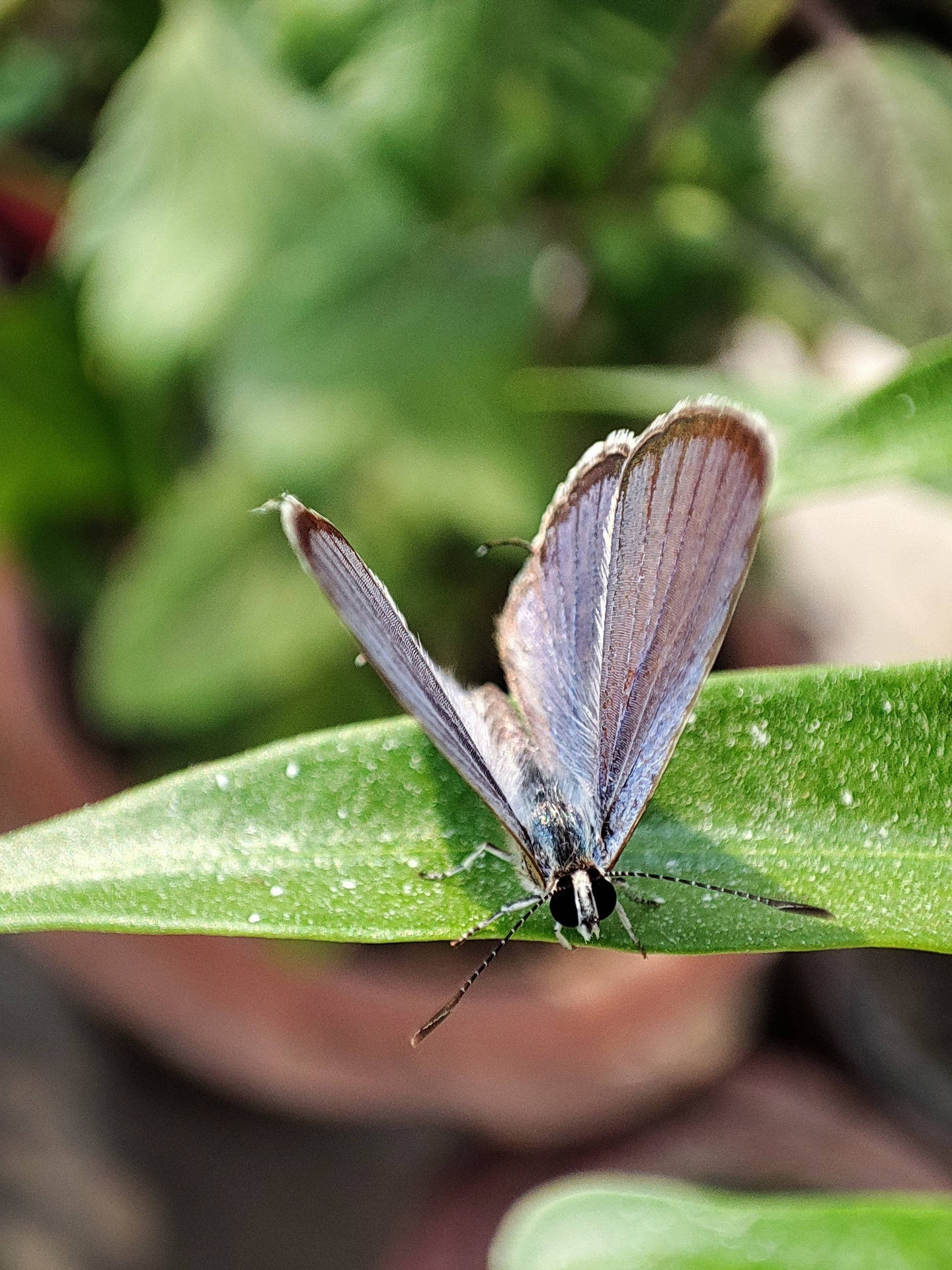 Azure Aesthetic Butterfly Background