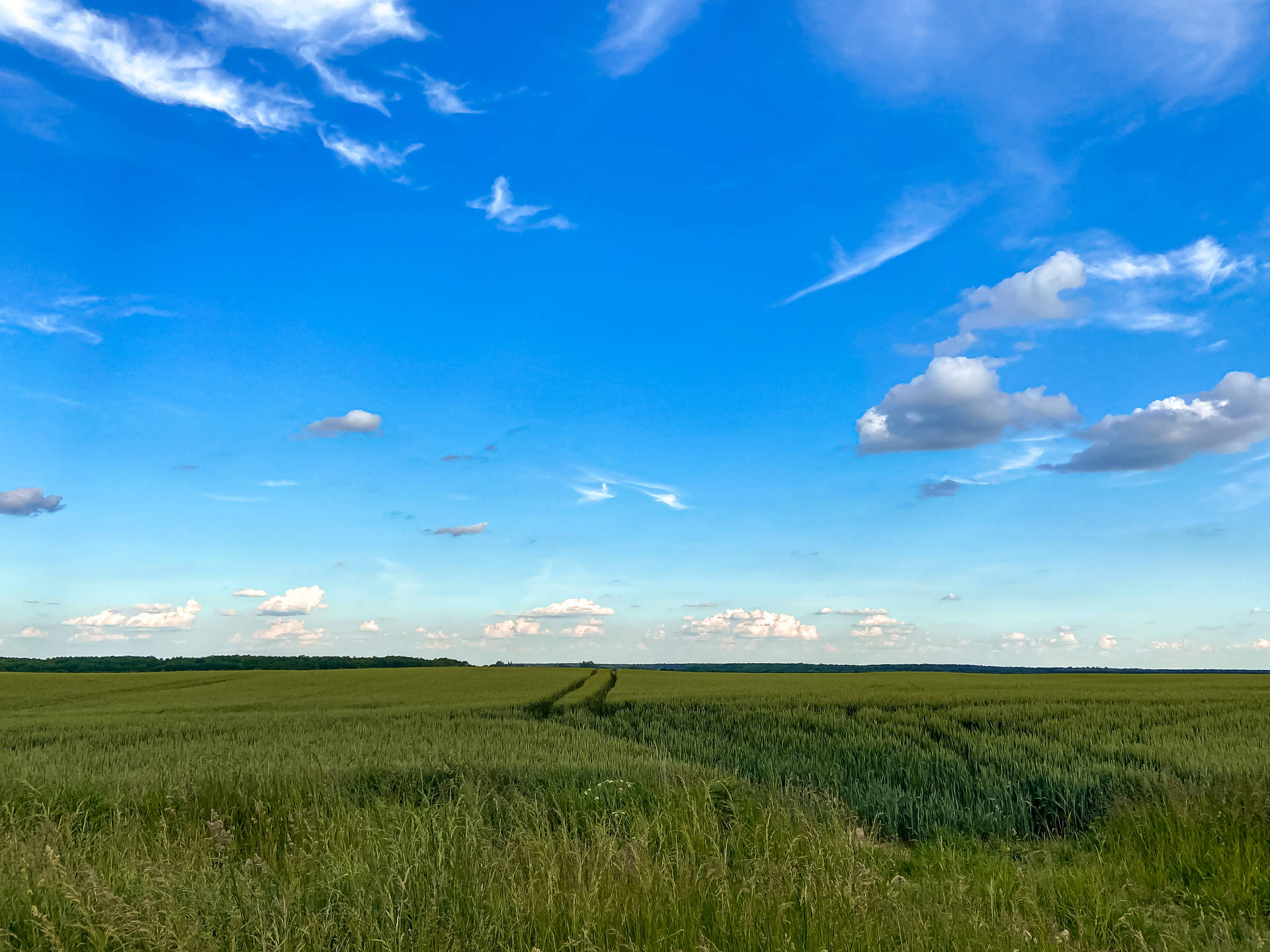 Azure Sky With Green Field Background