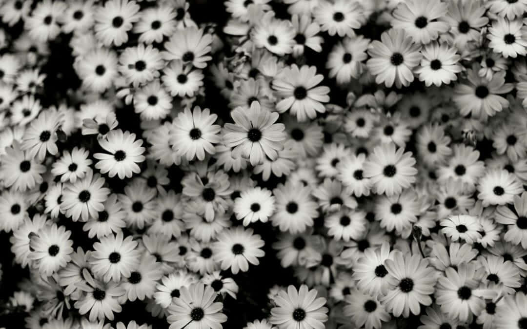 B&w Daisy Aesthetic Computer Background