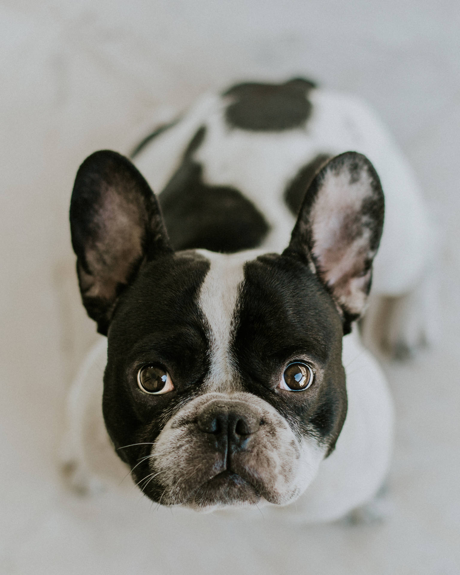 B&w French Bulldog Looking Up Background