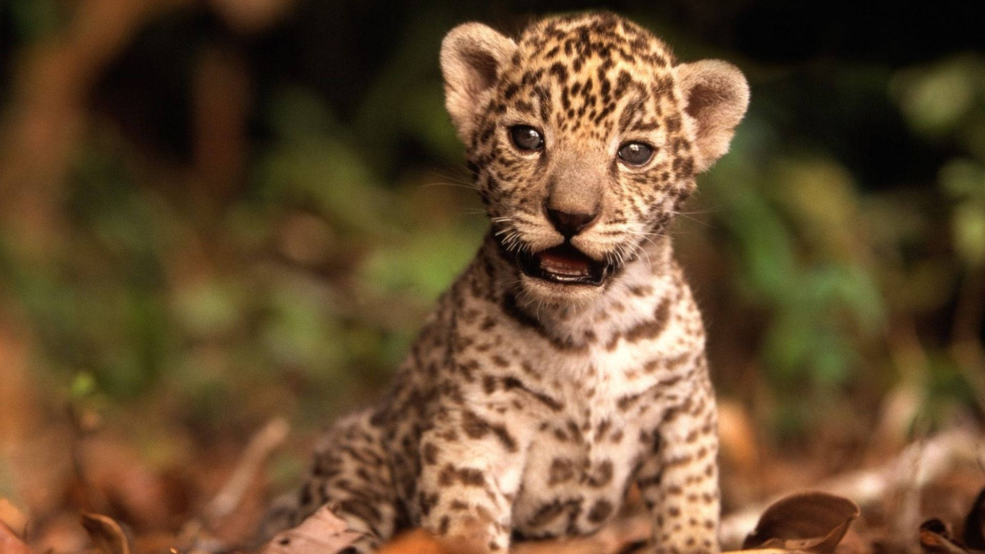 Baby Animal Cheetah On Leaves