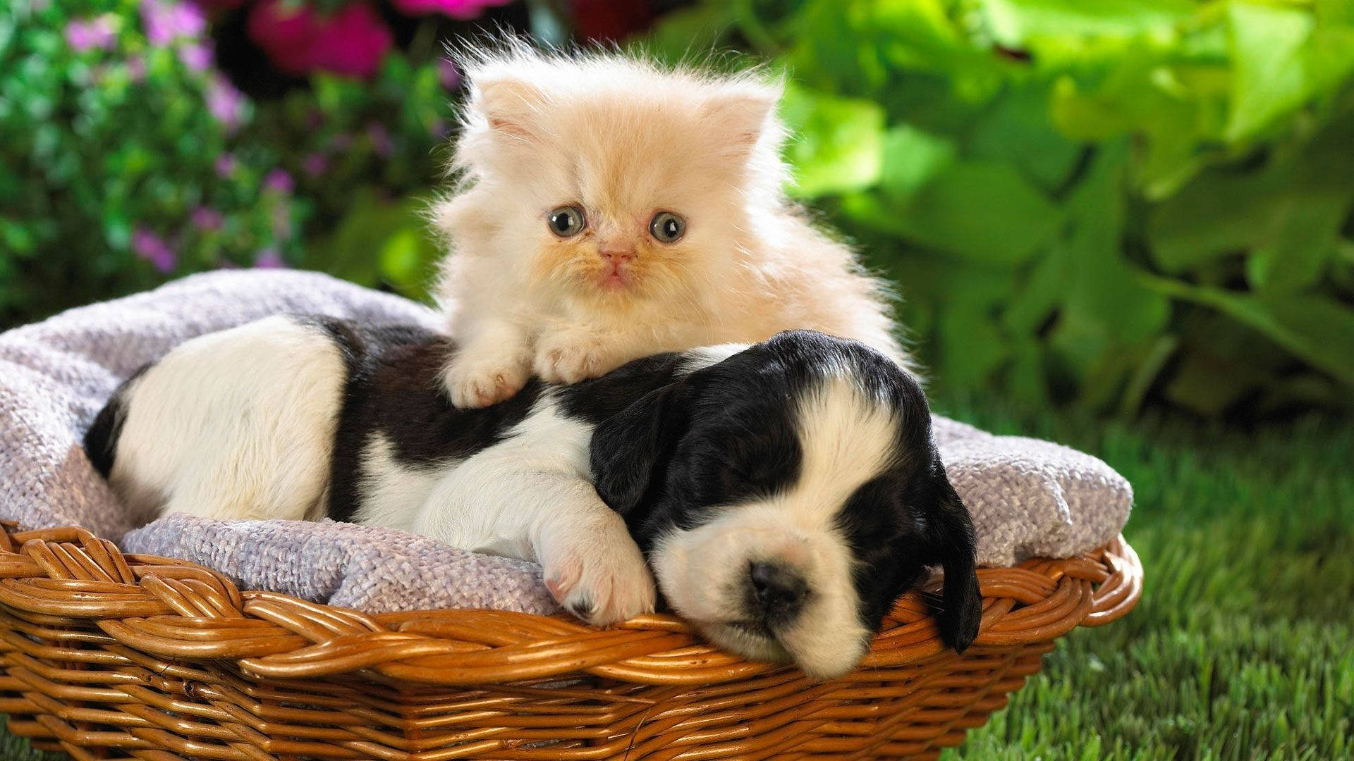 Baby Animal Kitten On Puppy Background