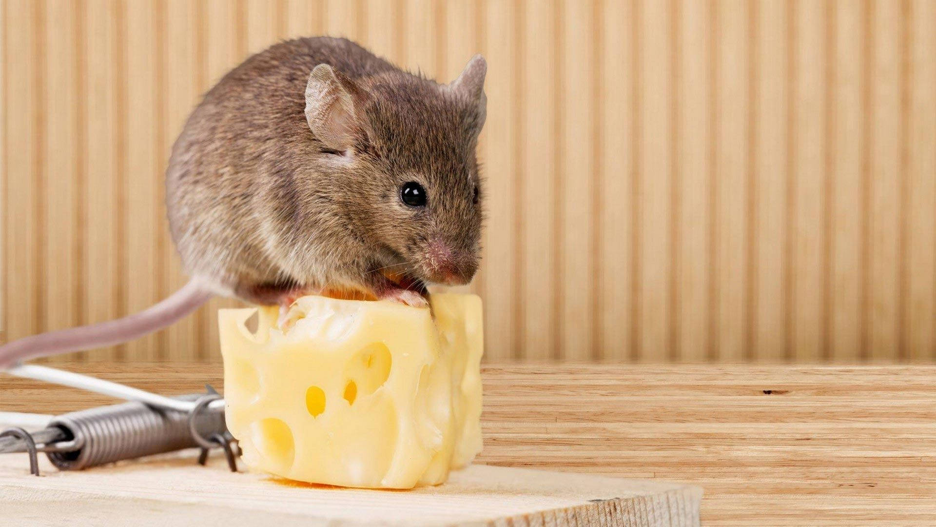 Baby Animal Mouse On Cheese Background