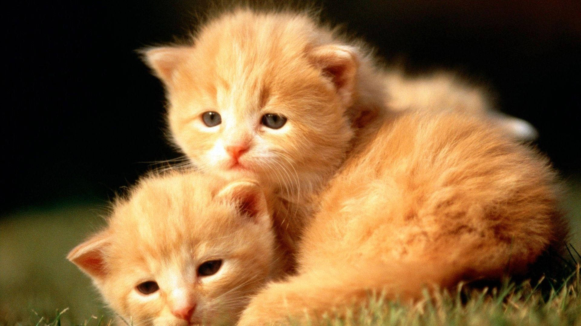 Baby Animal Orange Kittens Background