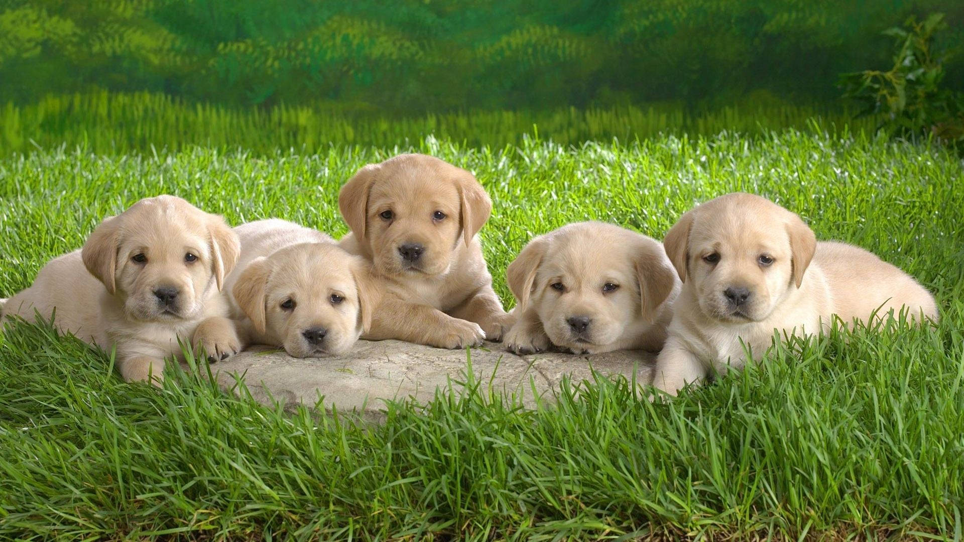 Baby Animal Puppies On The Field Background