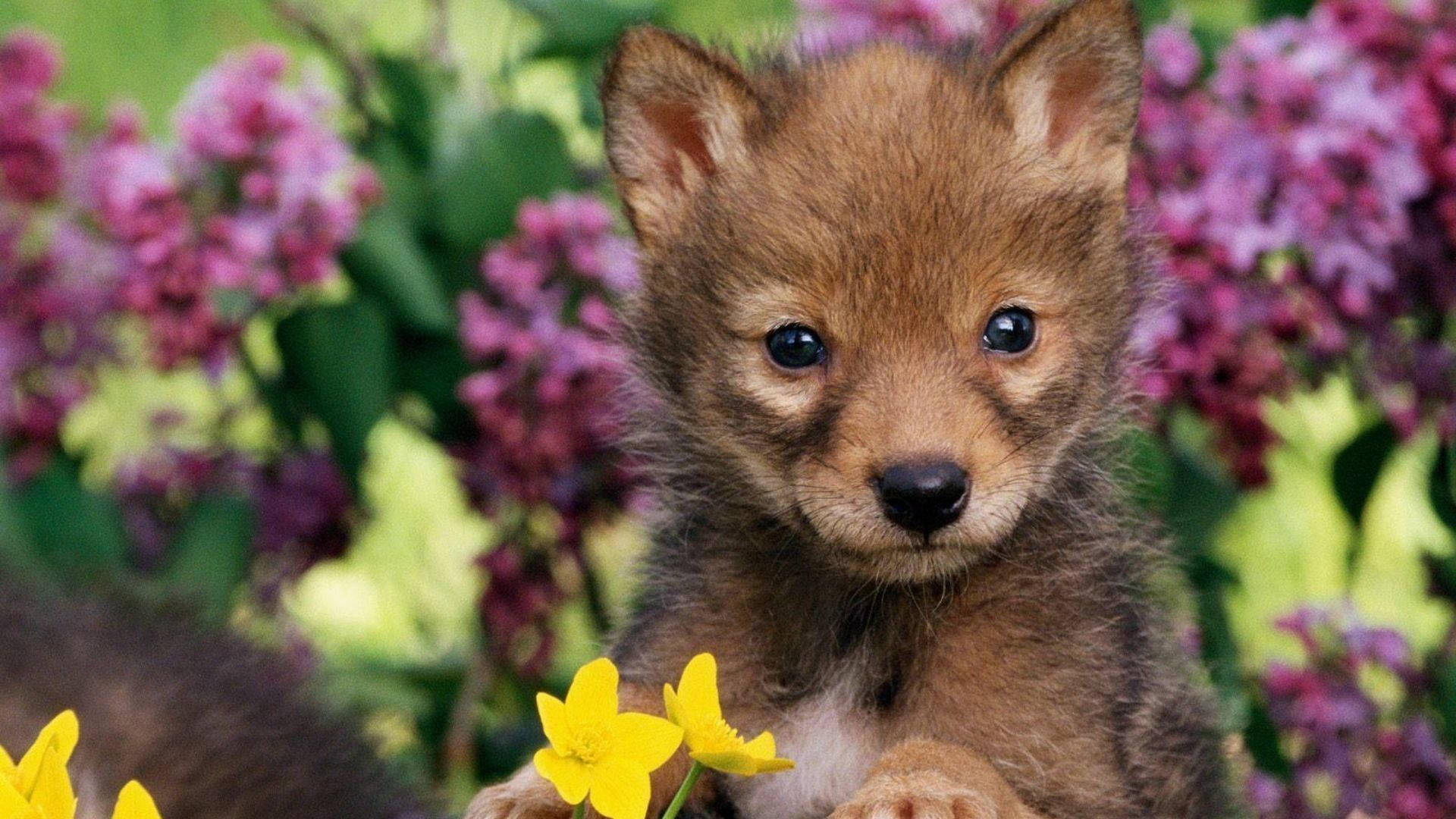 Baby Animal Puppy With Flowers