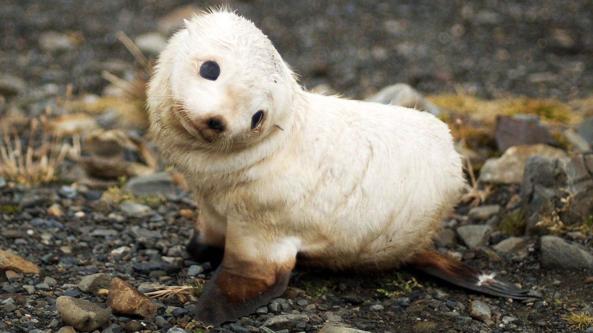 Baby Animal Seal Staring Sideways Background