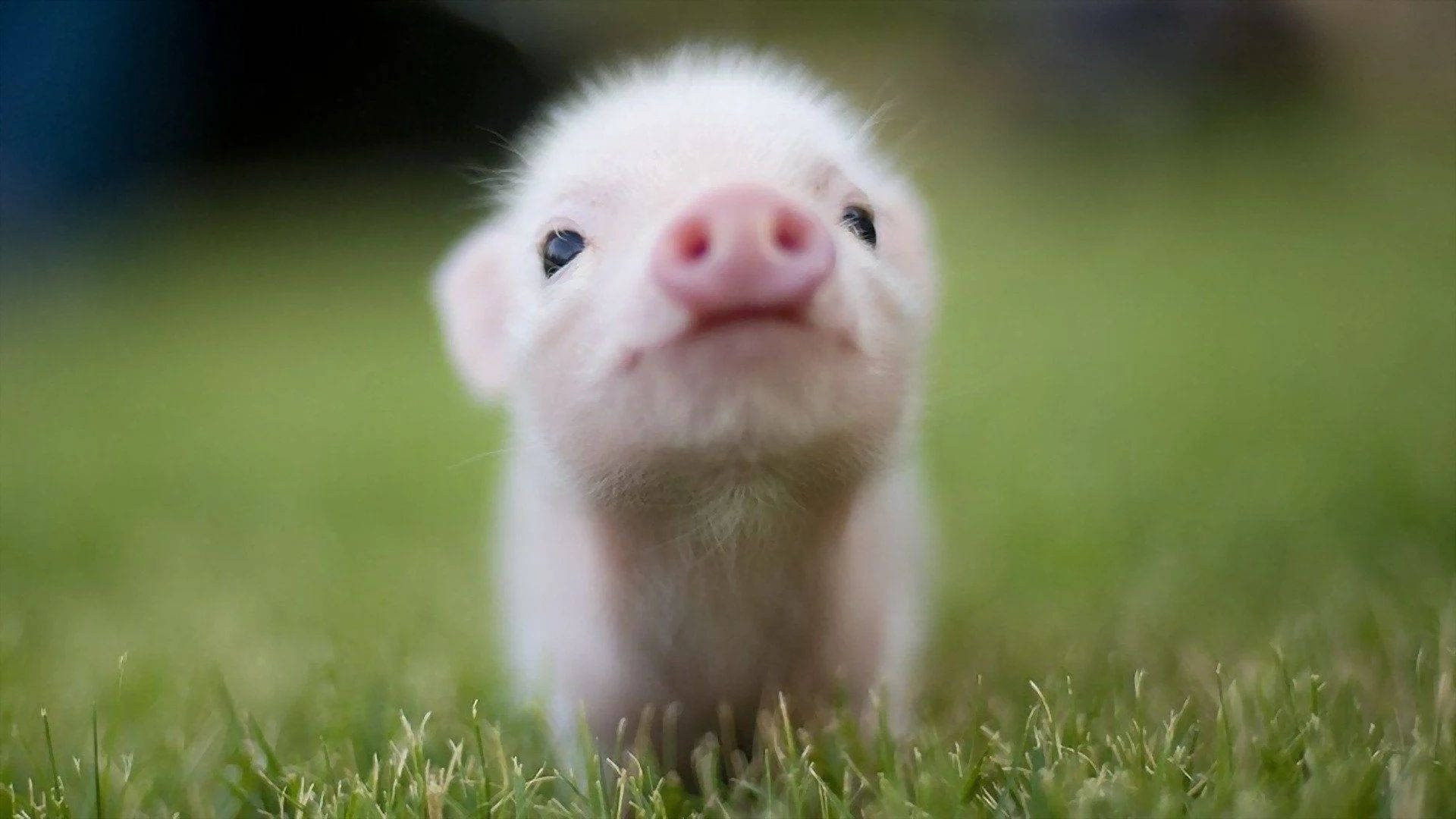 Baby Animal Sniffing Piglet Background