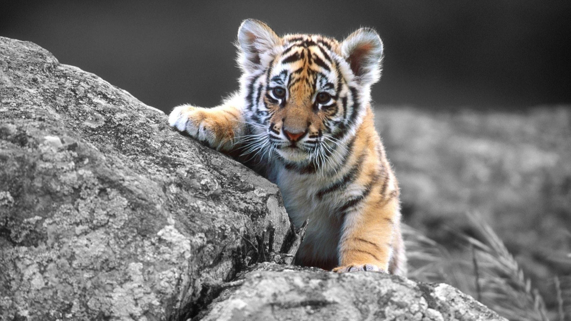 Baby Animal Tiger Behind Rocks
