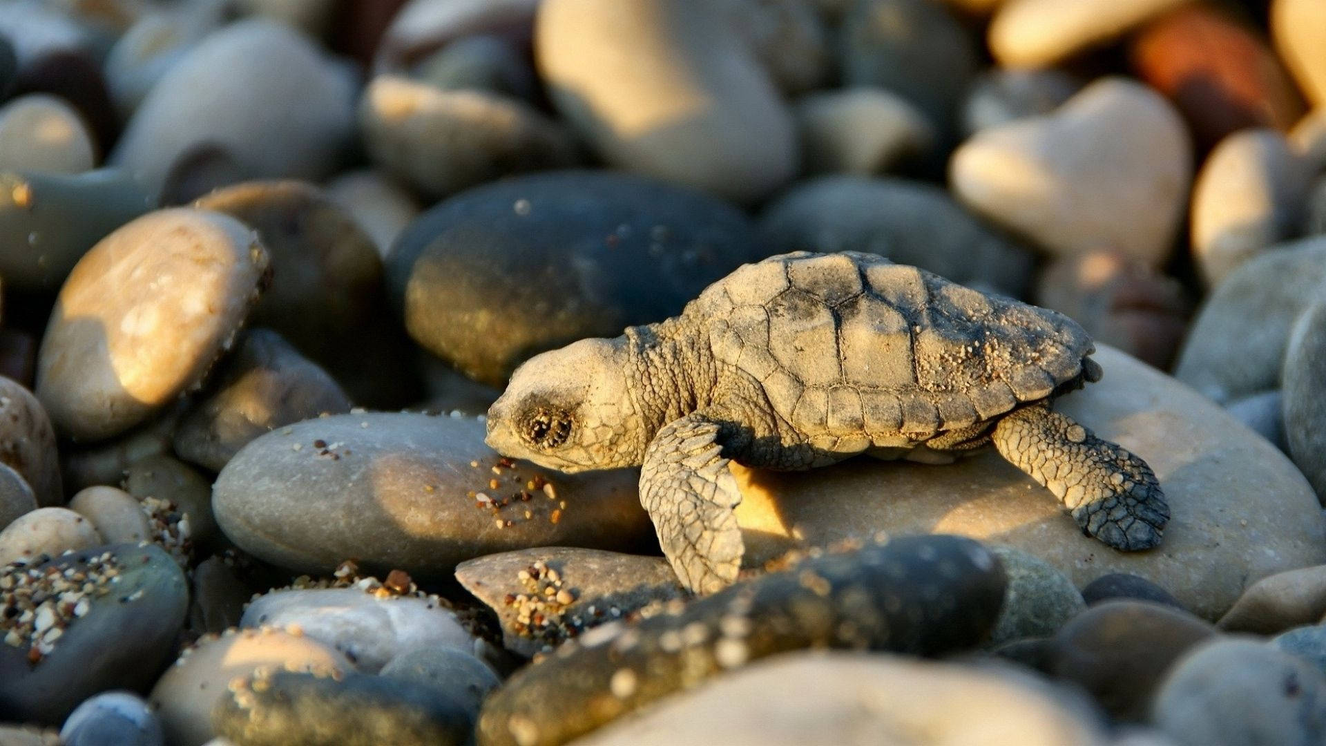 Baby Animal Turtle On Stones Background