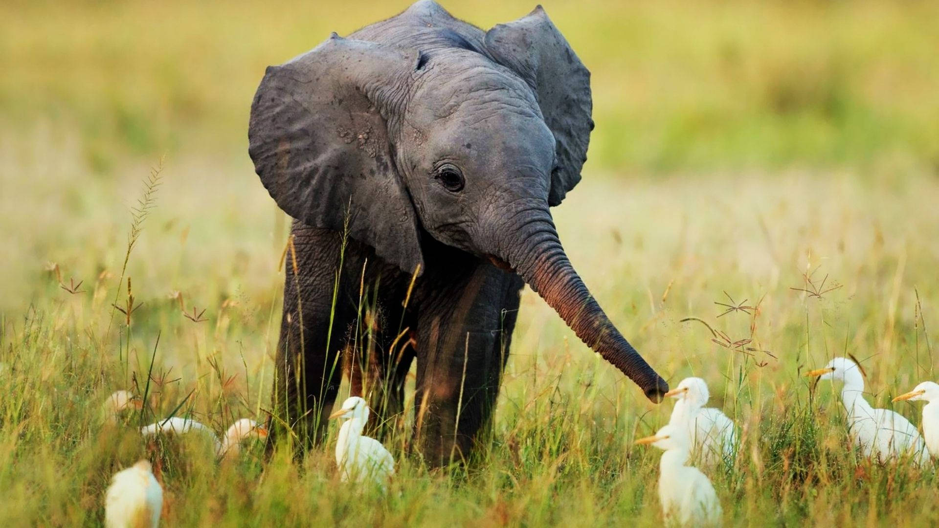 Baby Animals Elephant Playing With Ducks Background