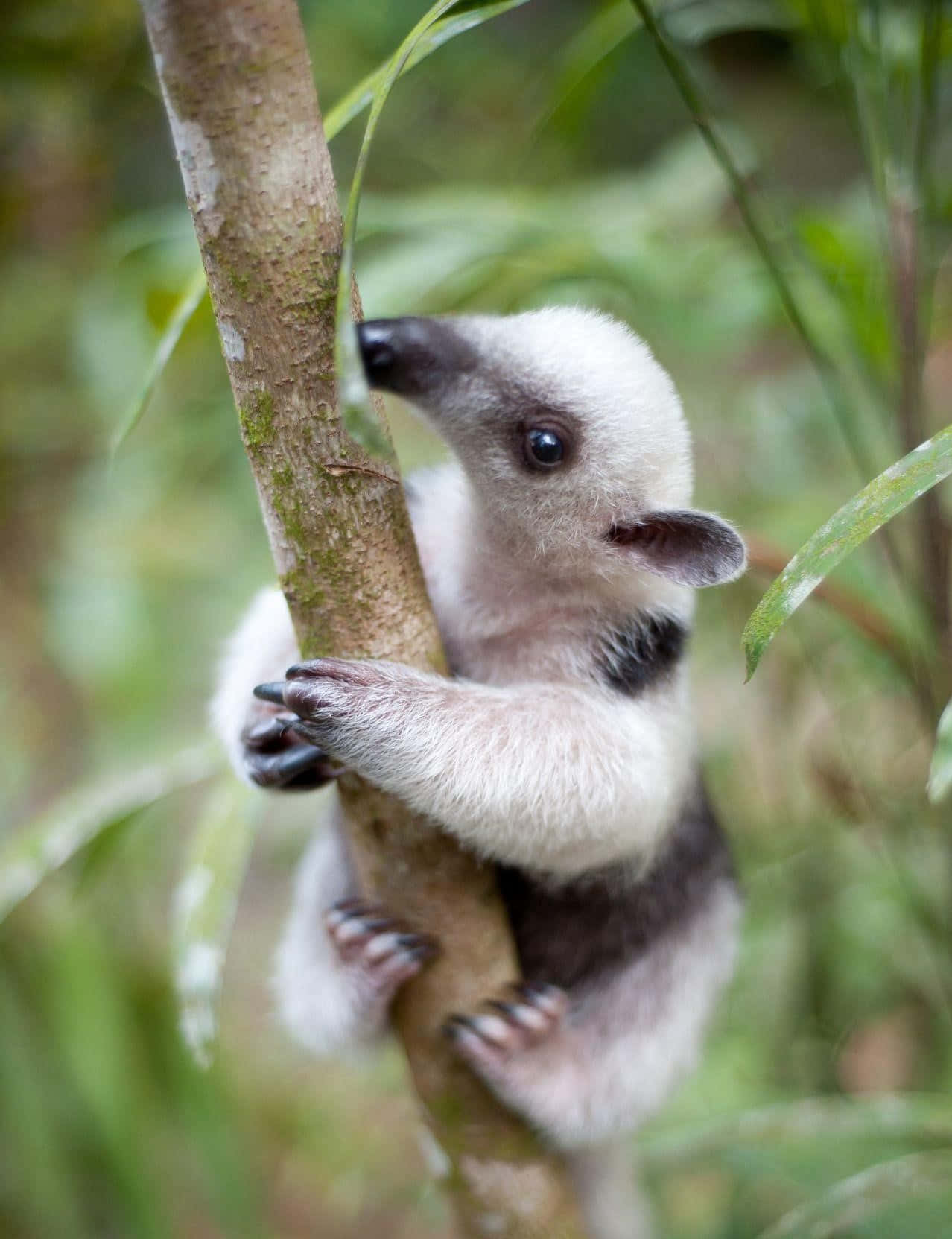 Baby Anteater Clinging To Tree Background