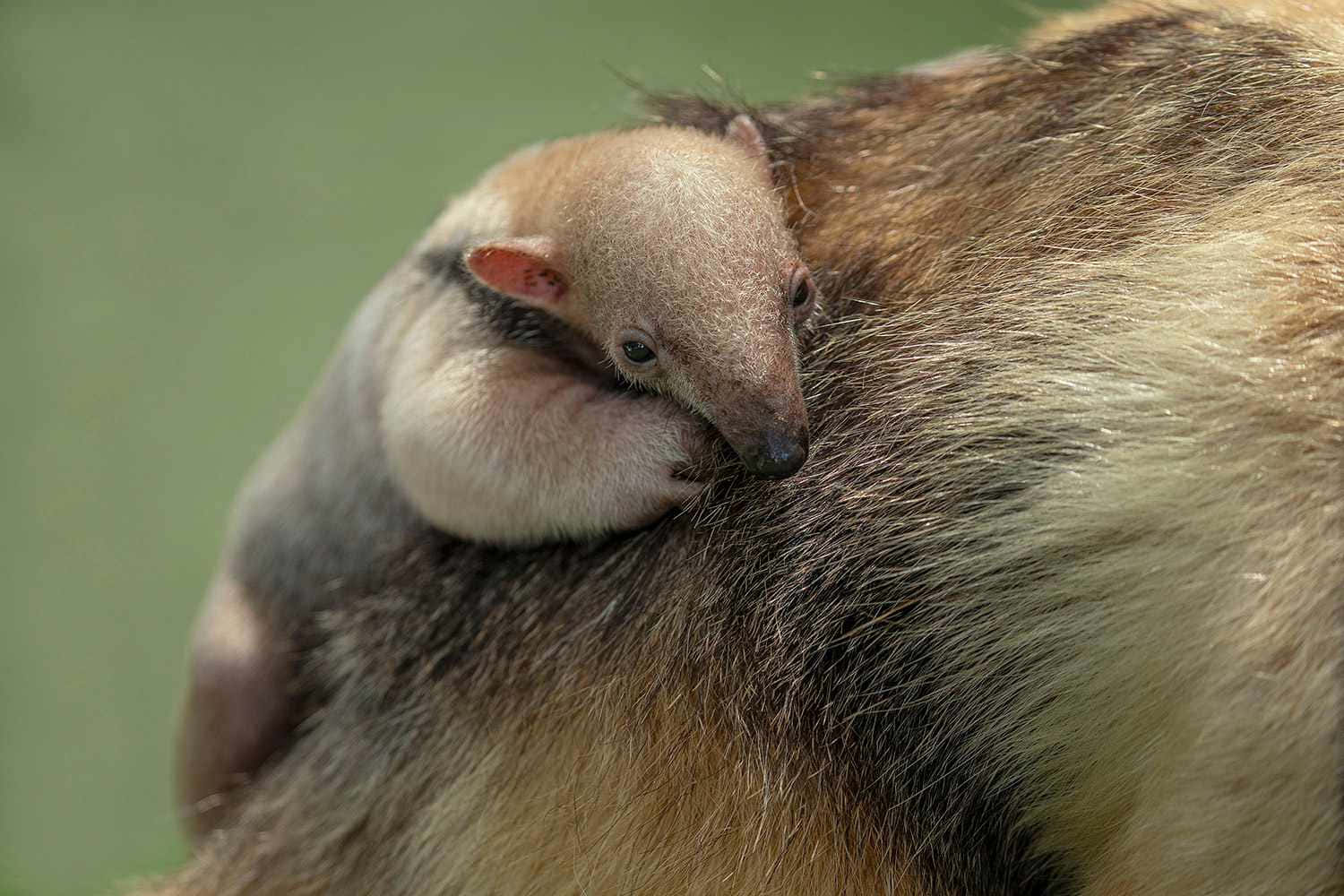 Baby Anteater Restingon Mother Background