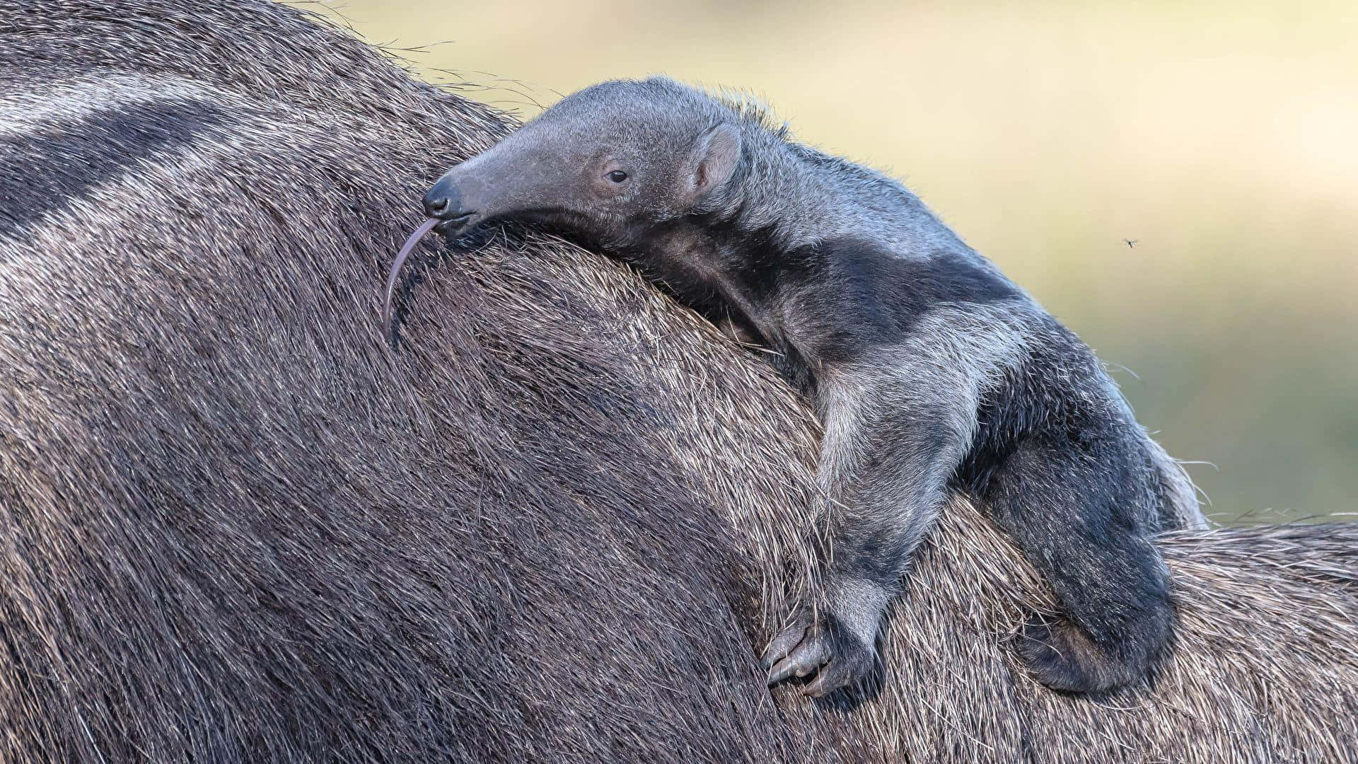 Baby Anteater Riding Mother