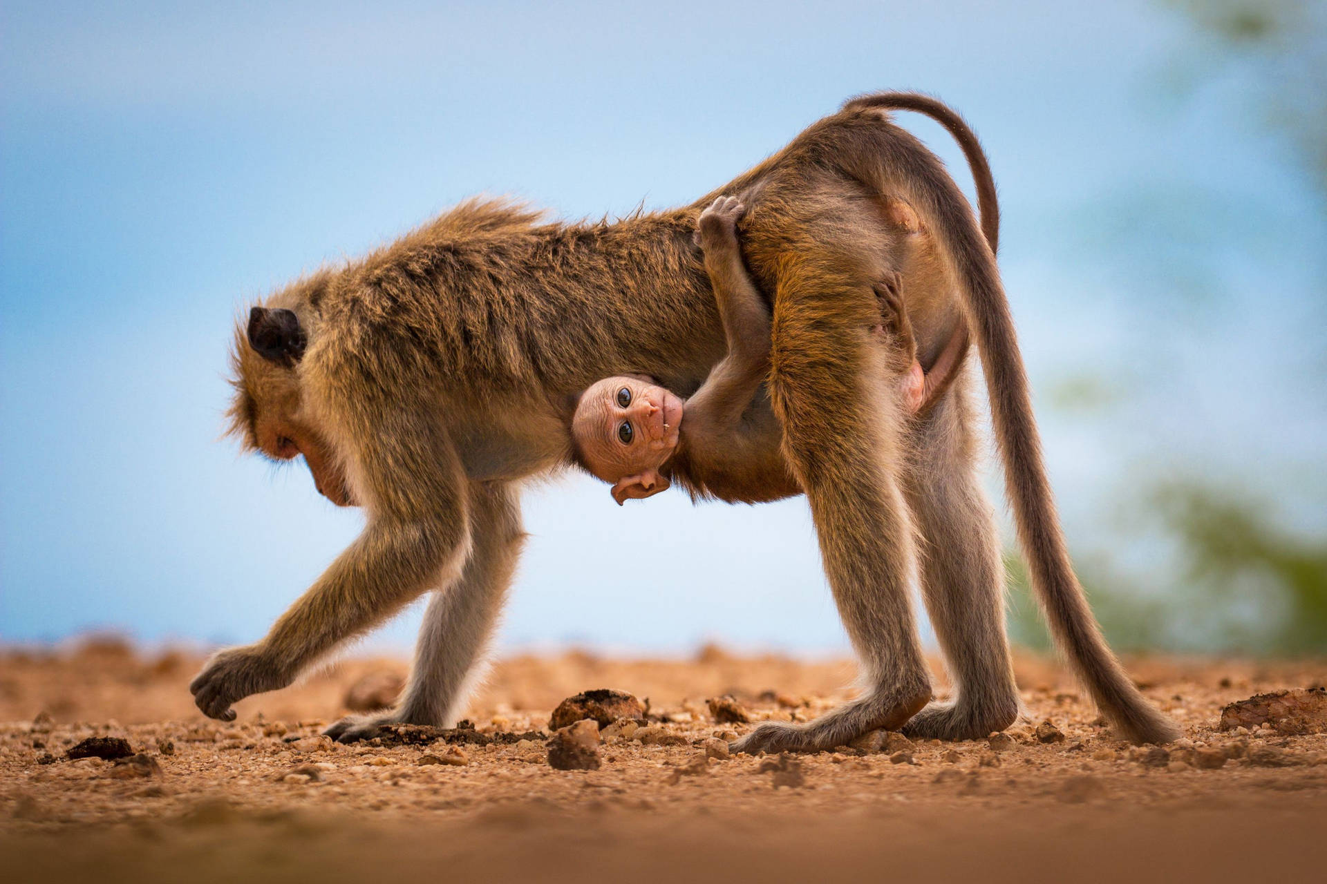 Baby Baboon Monkey Background