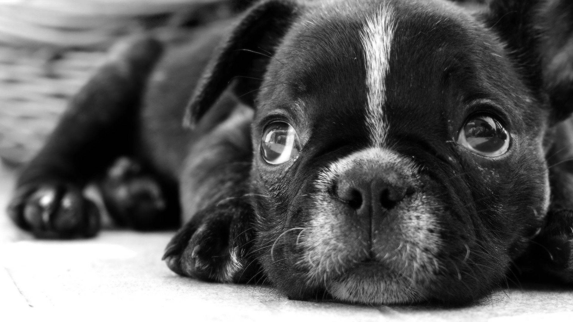 Baby Black And White Dog With Puppy Eyes Background