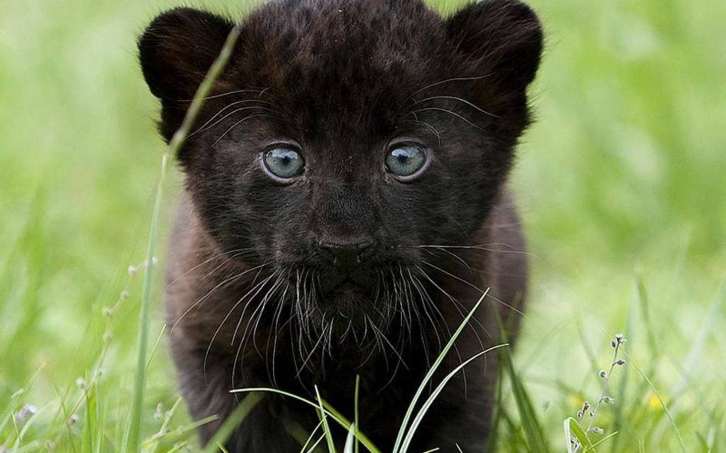 Baby Black Panther Animal Background