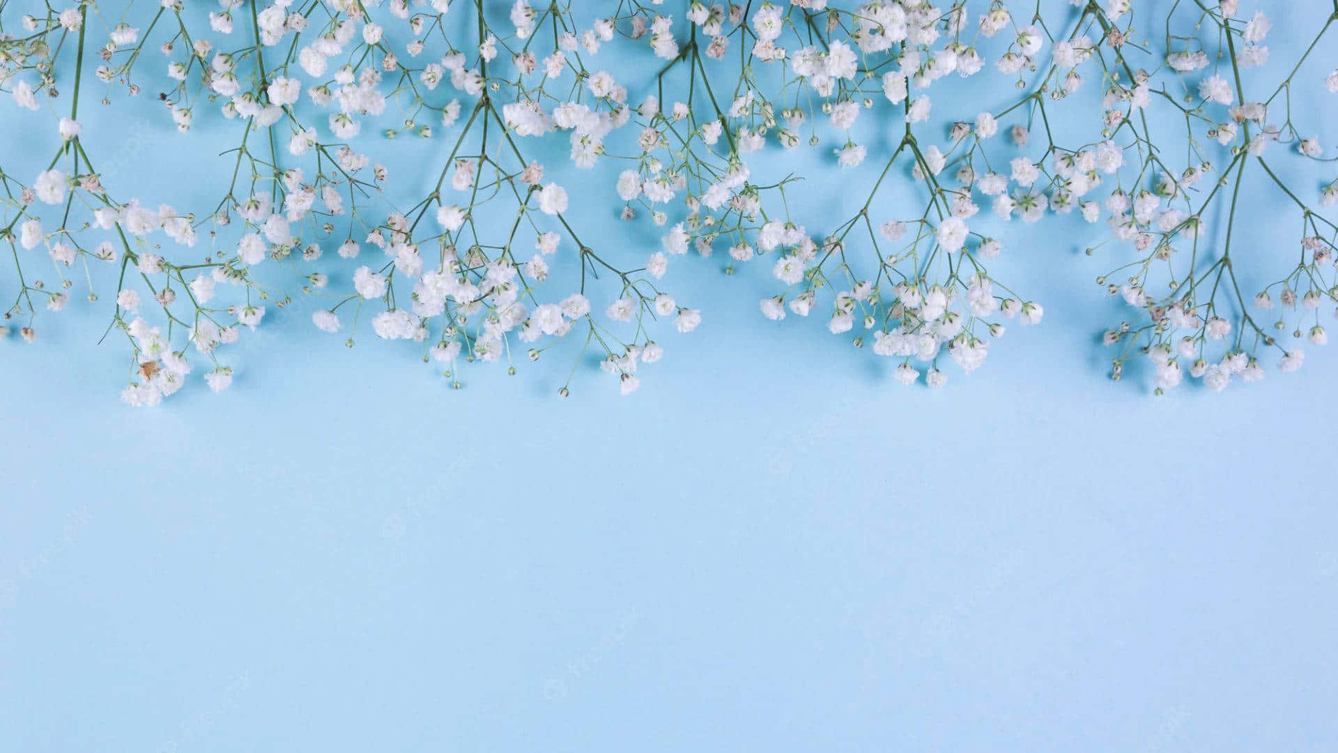 Baby Blue Light Blue Aesthetic Baby Breath Flowers