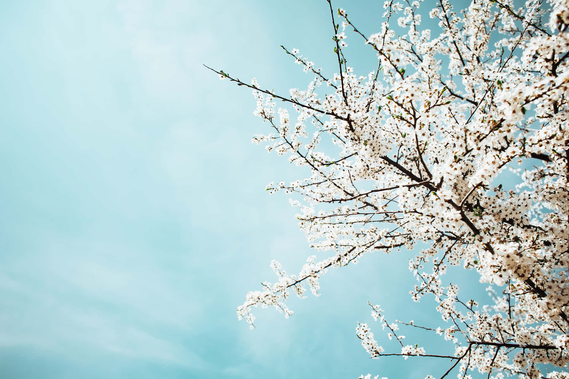 Baby Blue Light Blue Aesthetic Cherry Blossoms Photography