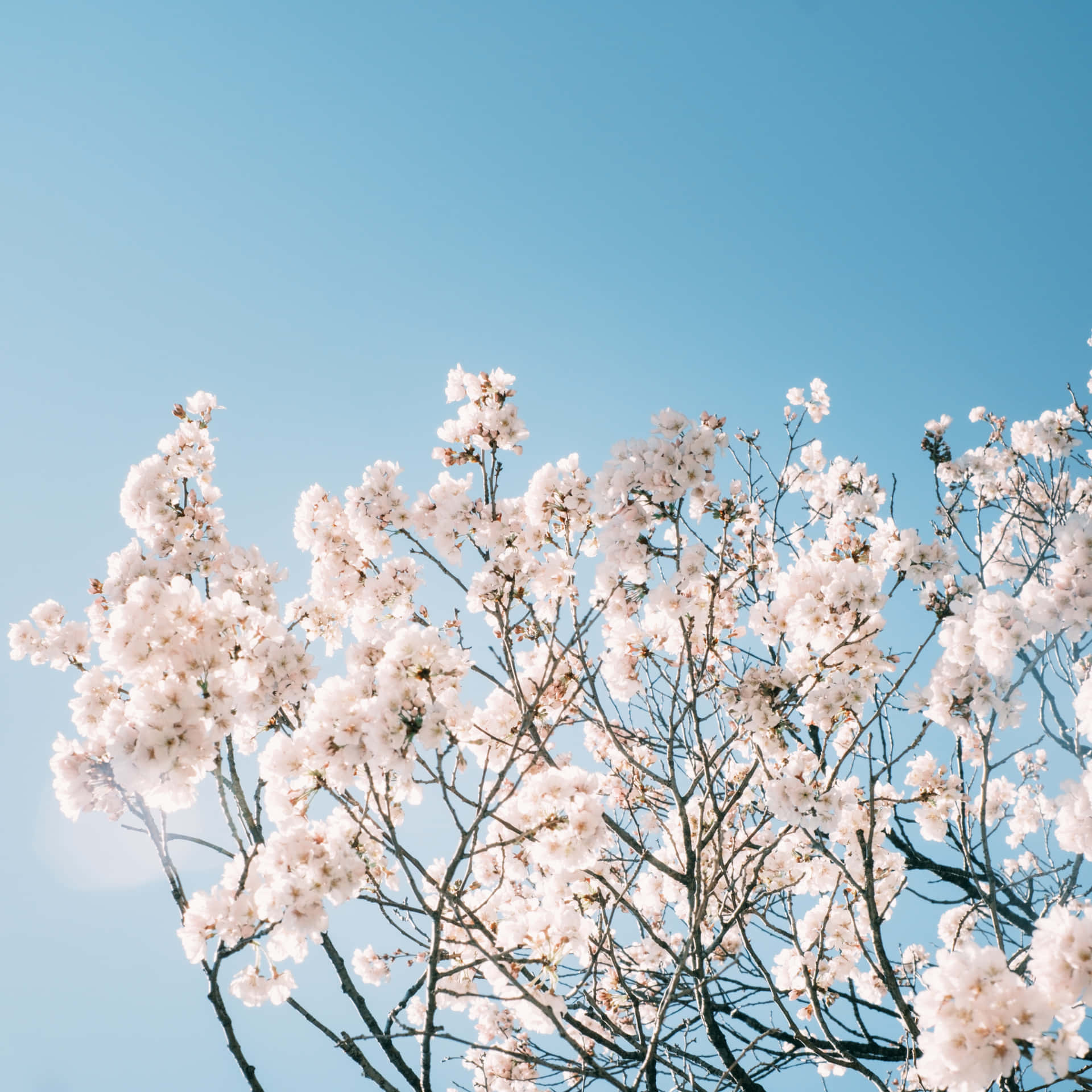 Baby Blue Light Blue Aesthetic White Cherry Blossoms