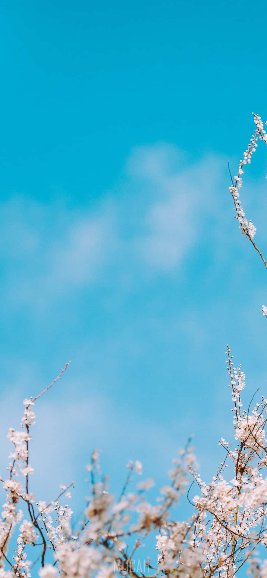 Baby Blue Light Blue Aesthetic White Flowers