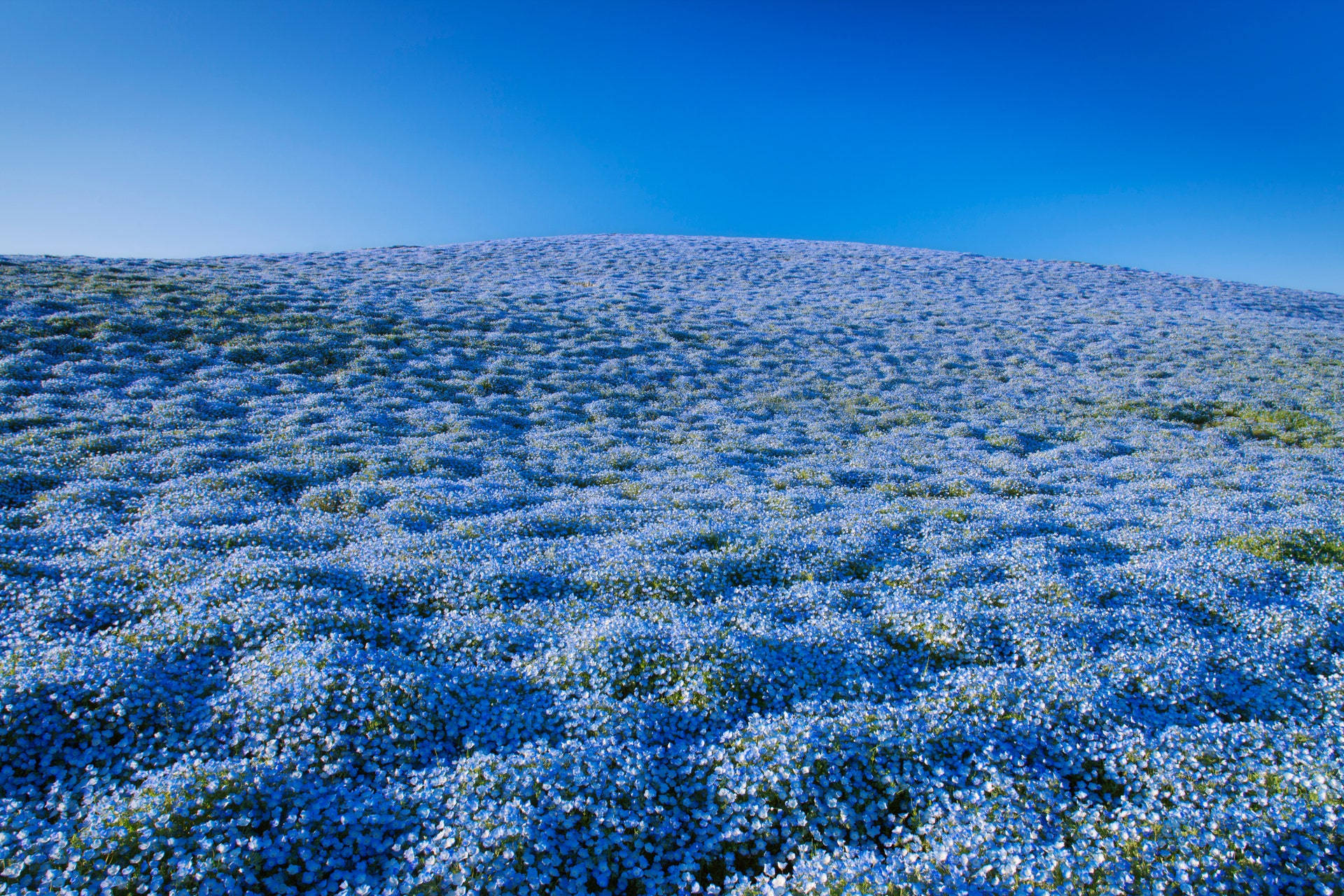 Baby Blue Nemophilas Flower Field Background