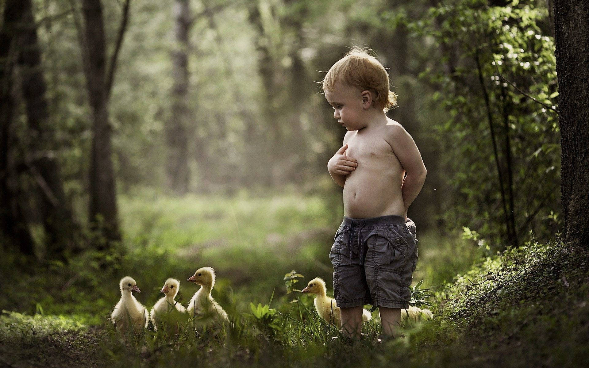 Baby Boy With Ducklings Background