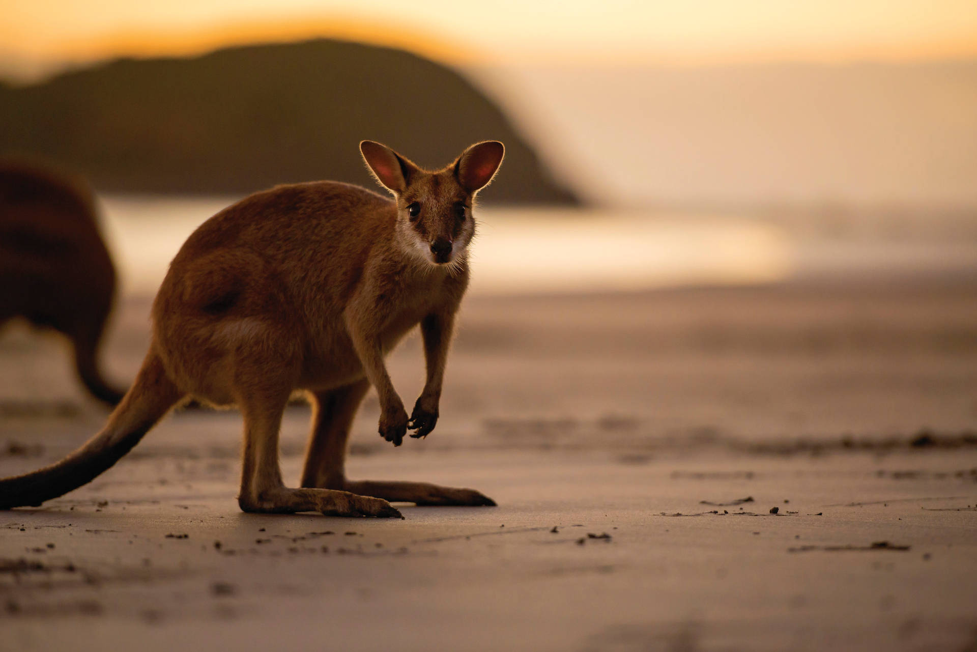 Baby Brown Kangaroo Background