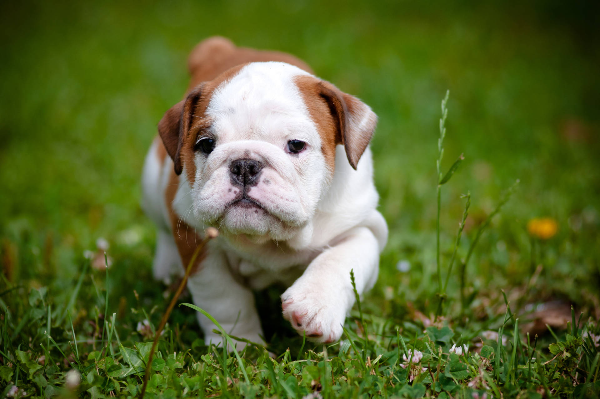 Baby Bulldog Walking On Grass Background