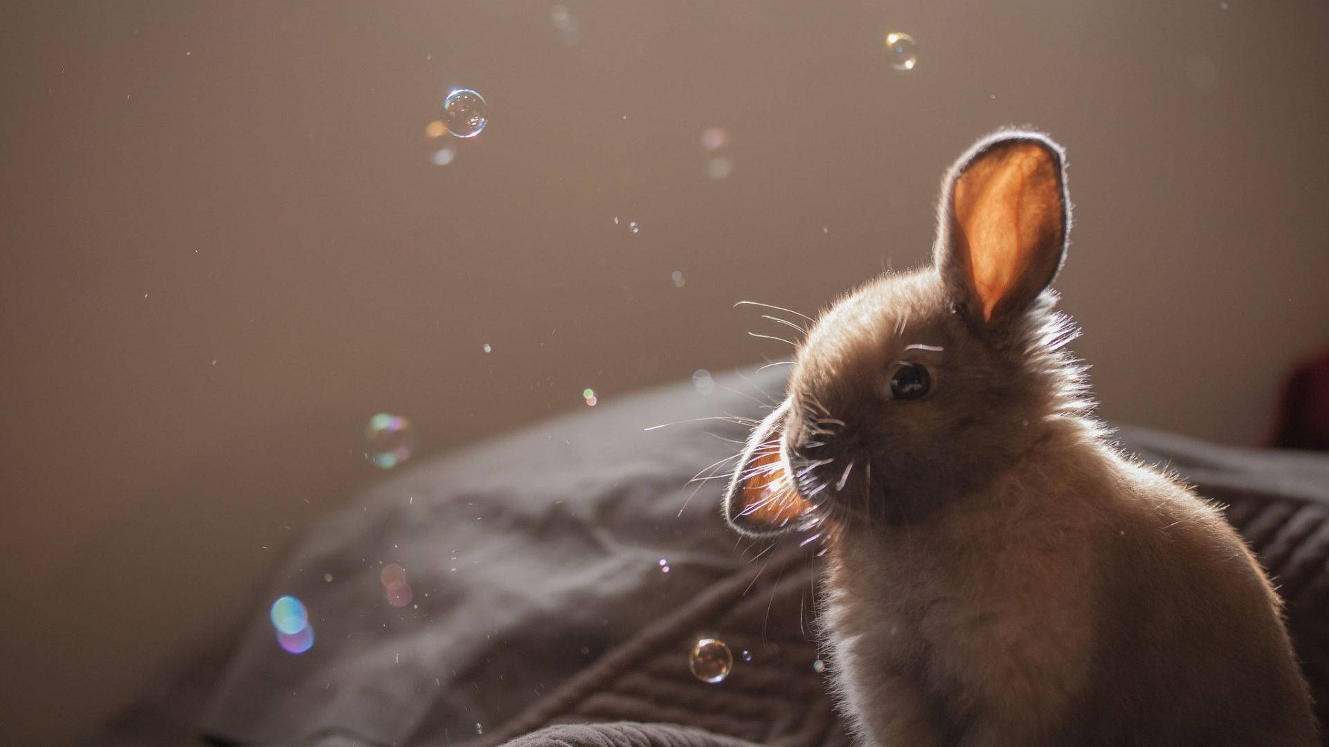 Baby Bunny And Bubbles