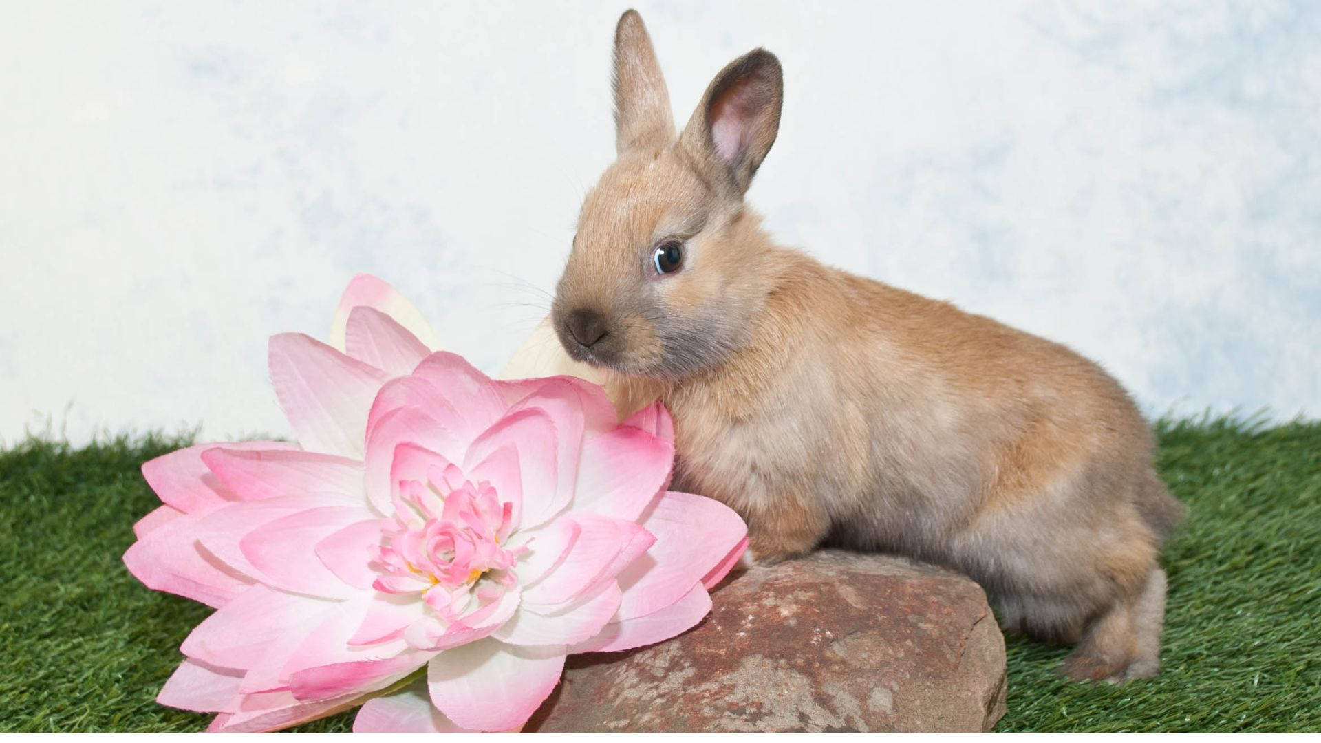 Baby Bunny With A Pink Flower