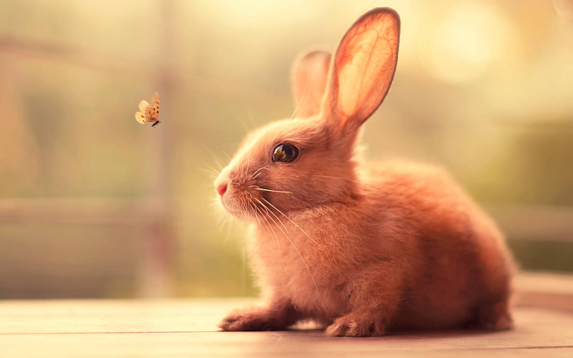 Baby Bunny With Big Ears