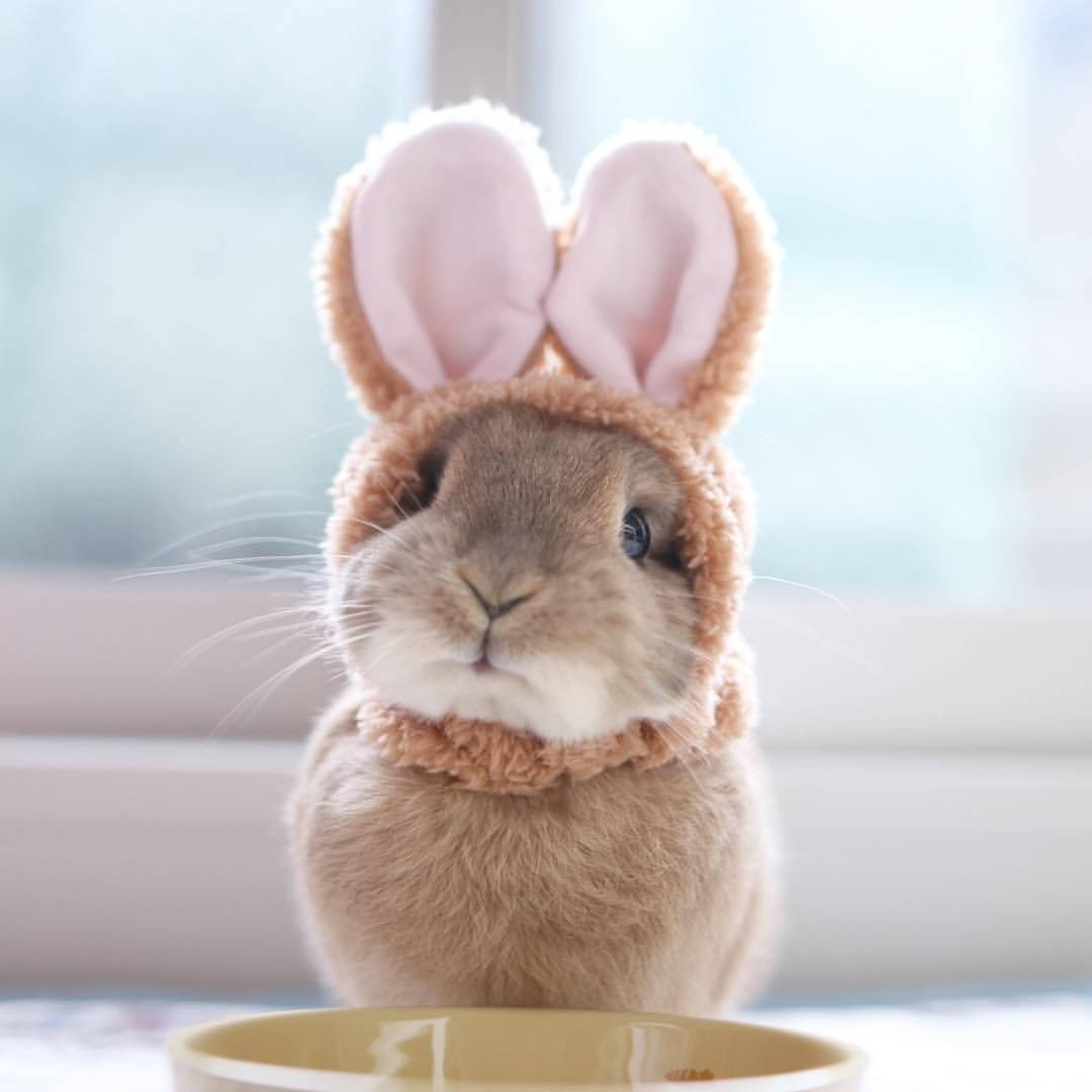 Baby Bunny With Fake Rabbit Ears