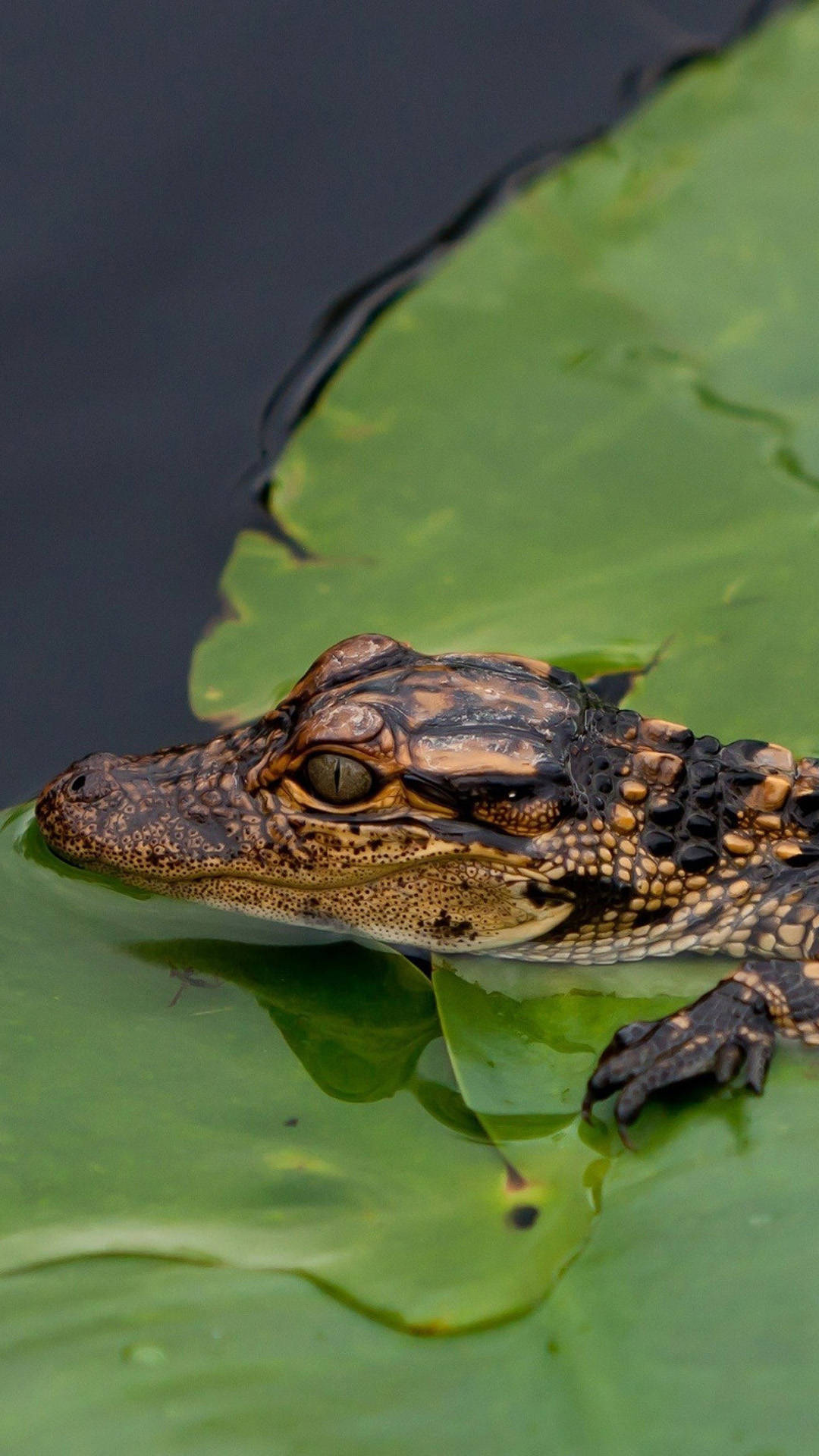 Baby Caiman On Leaf