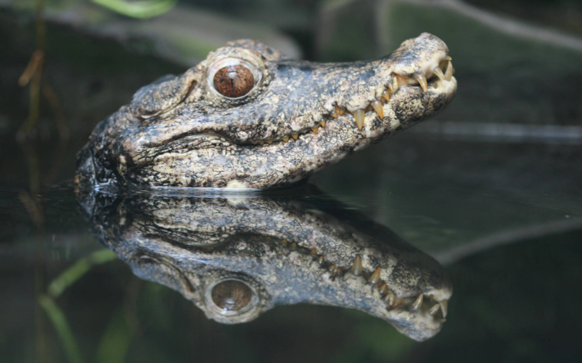 Baby Caiman Out Of Water