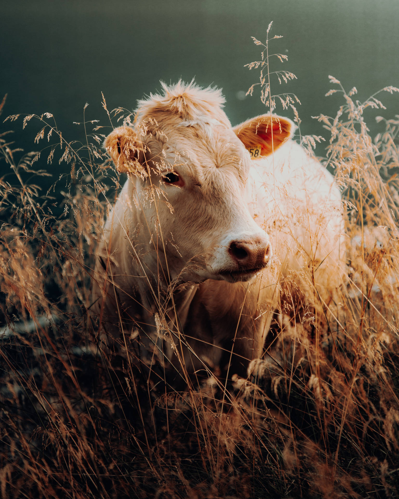 Baby Charolais Cattle On Wheat Field Background