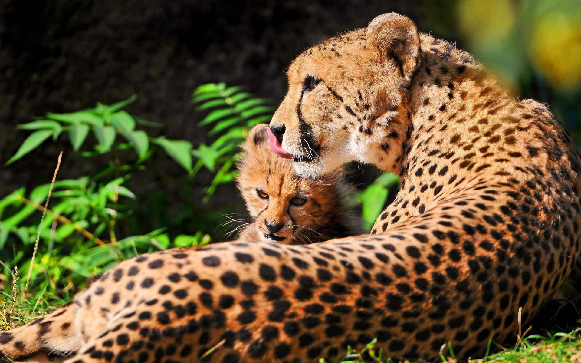 Baby Cheetah And Its Mama Background