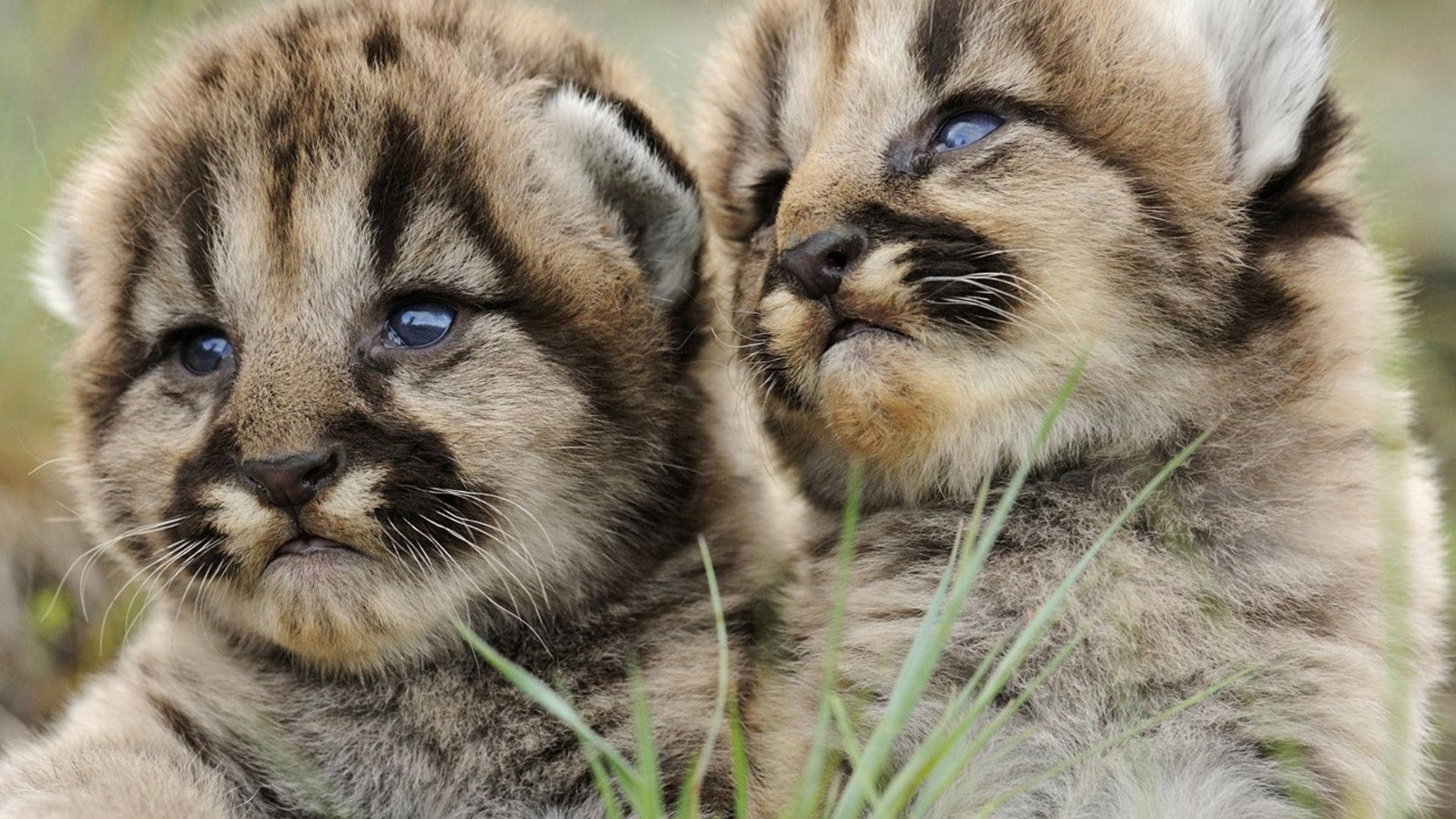 Baby Cheetah Animals