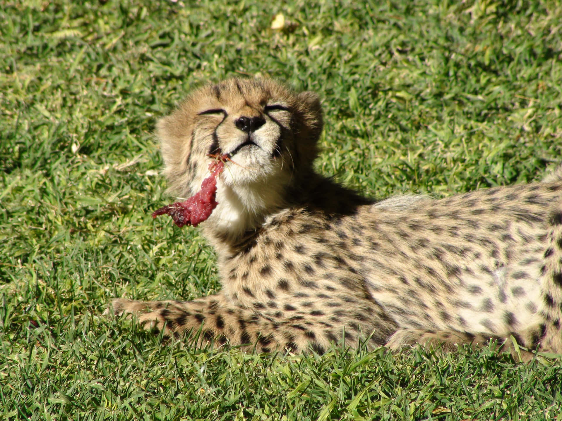Baby Cheetah Eating Meat Background