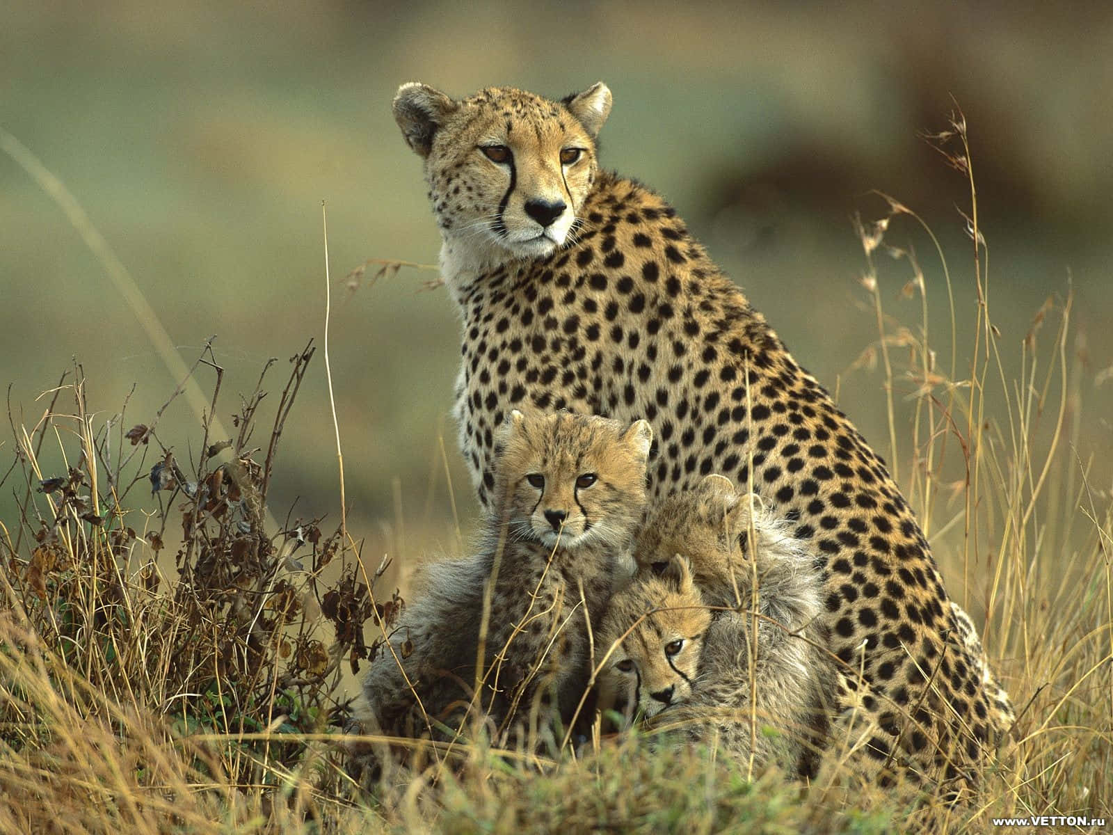 Baby Cheetah Playfully Pouncing