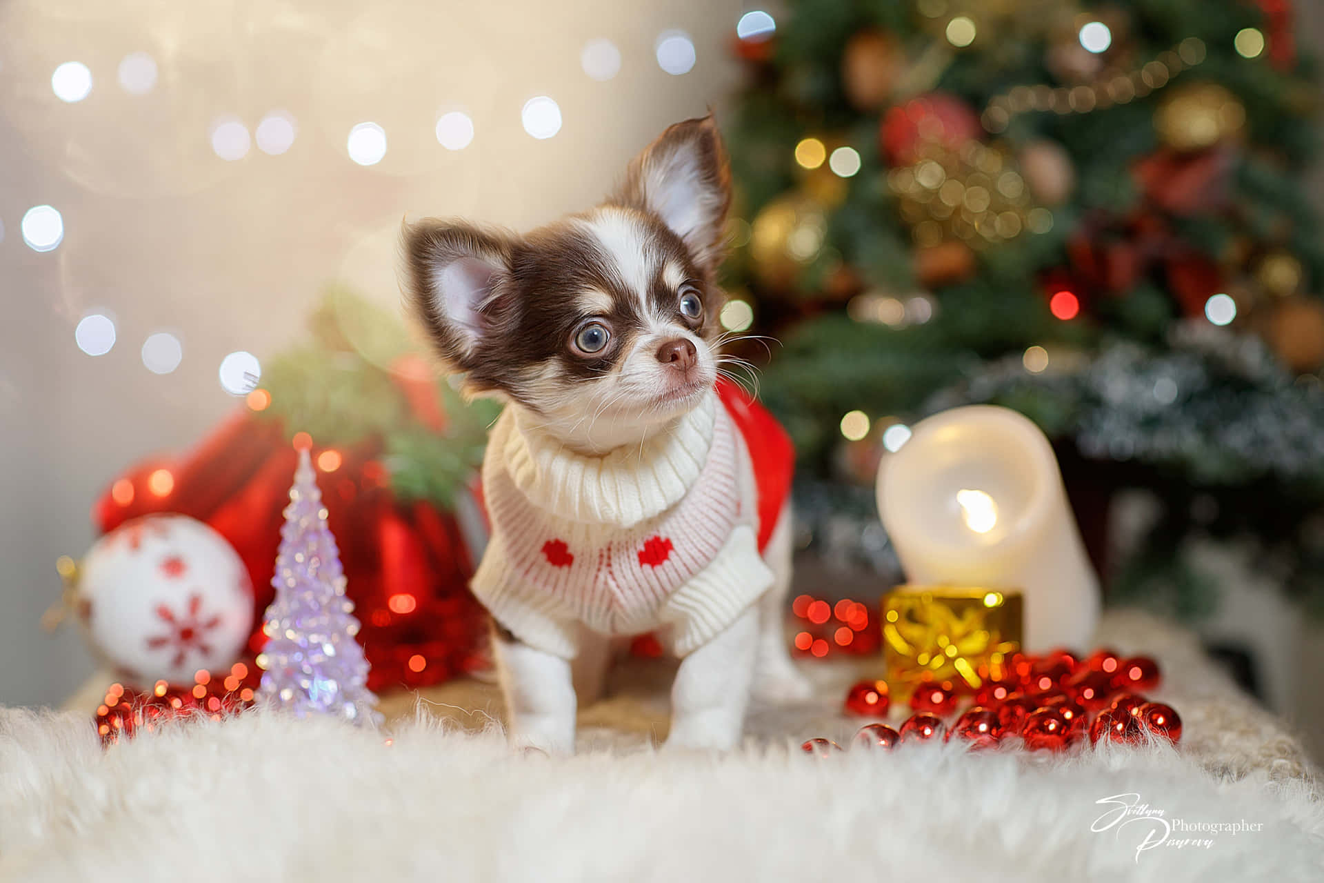 Baby Chihuahua Dog Celebrating Christmas Background